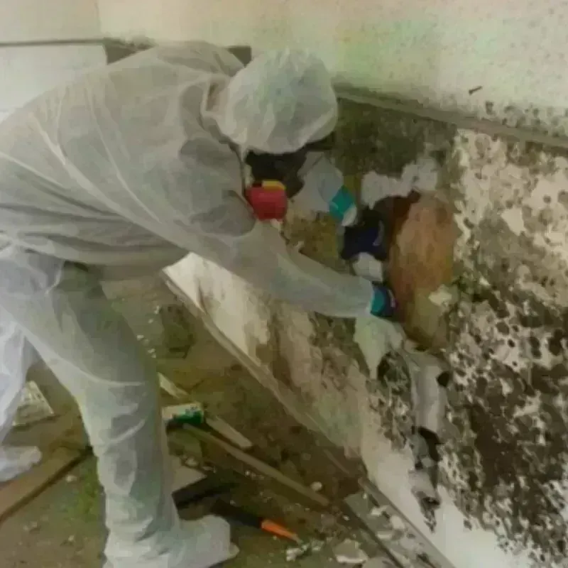 Mold Remediation and Removal in Dresden, OH